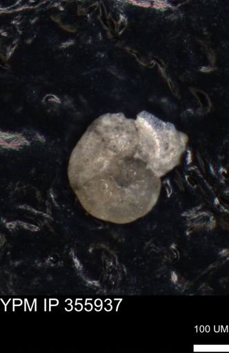 undet. Foraminiferida