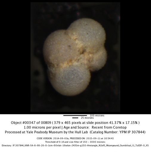undet. Foraminiferida