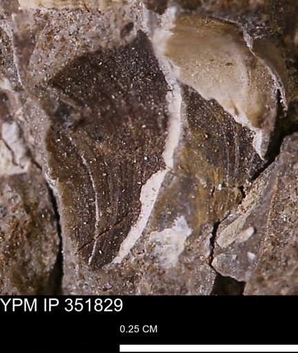 Limopsis striatopunctatus
