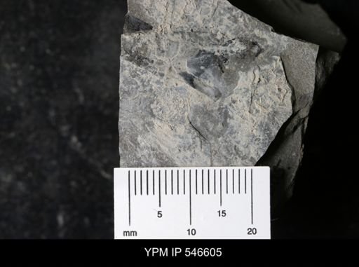 undet. Eurypterida