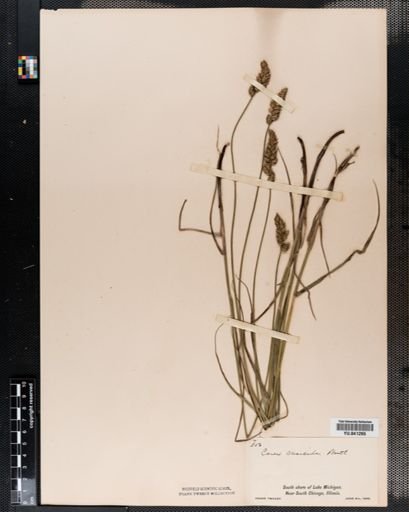 Carex praegracilis