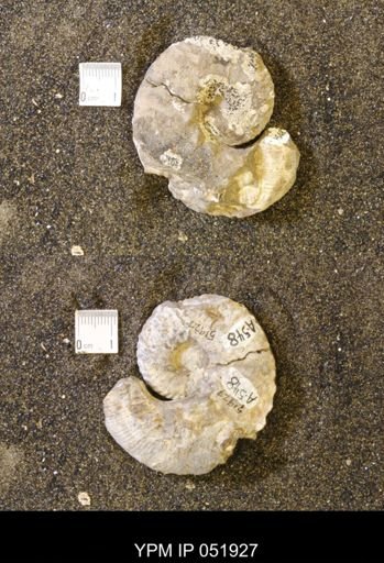Hoploscaphites comprimus