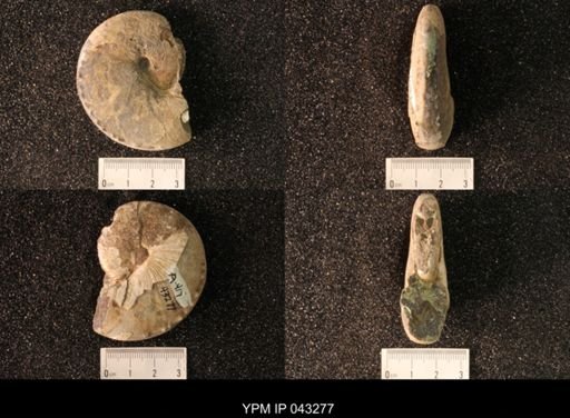 Hoploscaphites nicolletii