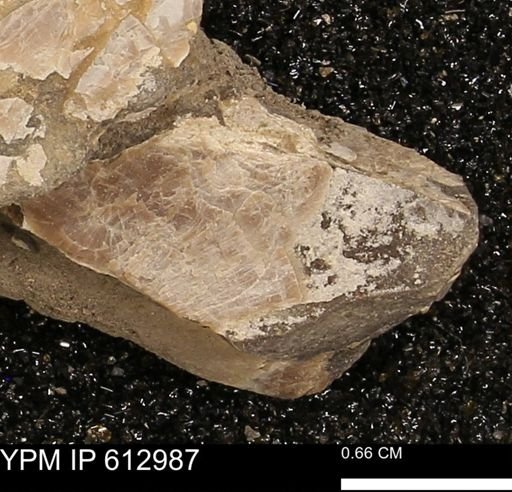 Baculites sp.