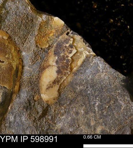 Mollusca