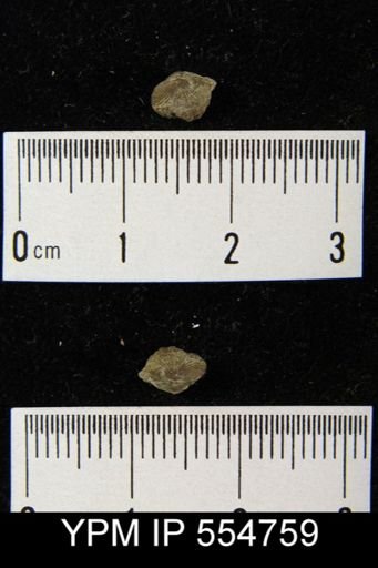 Rhipidomella uberis