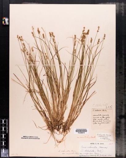 Carex angustior