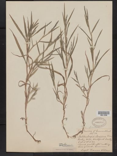 Muhlenbergia frondosa