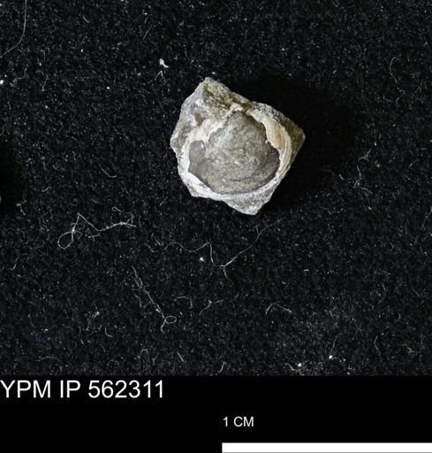 Limopsis striatopunctatus