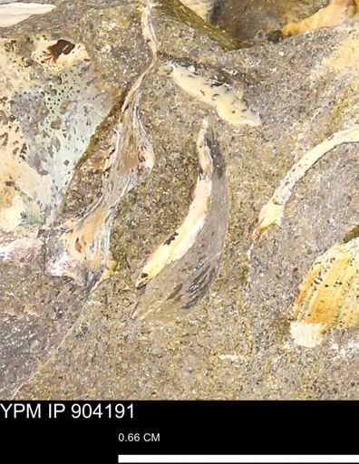 undet. Mollusca