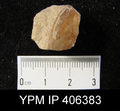 Lingula spathata