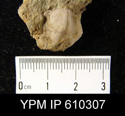 Atrypa sp.