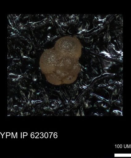 undet. Globigerinina