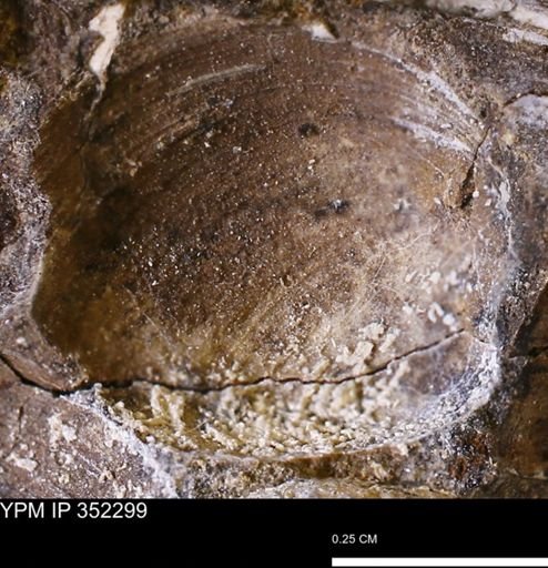 undet. Bivalvia