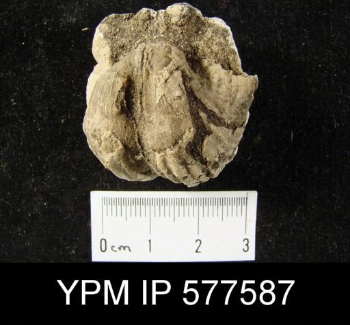 Productus occidentalis