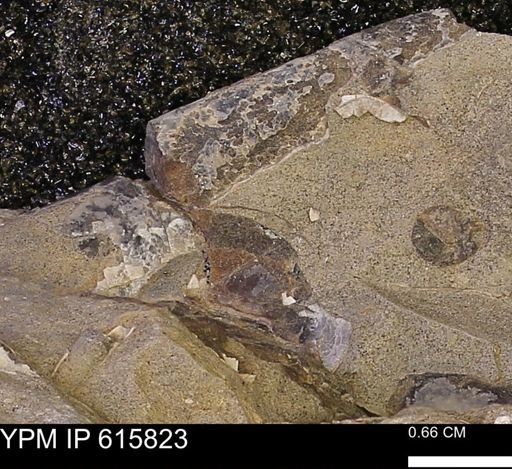 Baculites sp.