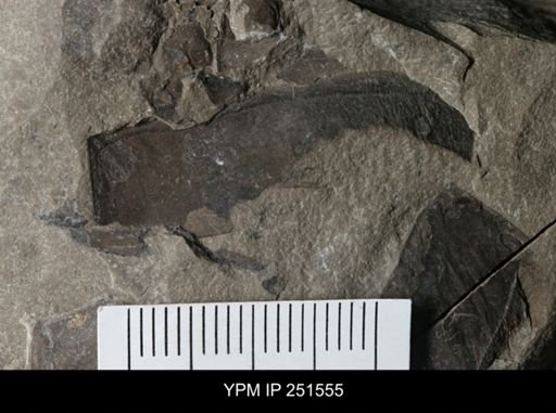 undet. Eurypterida