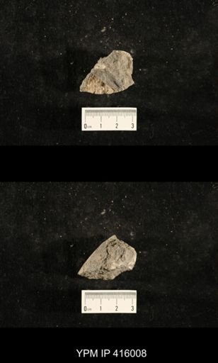 Myalina sp.; fragments of