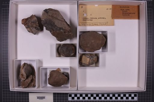 mixed taxa, stratigraphic collection