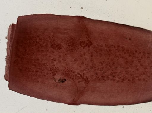 Dipylidium caninum