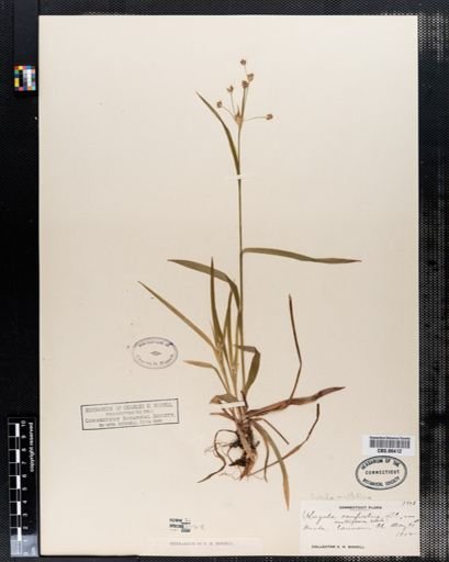 Luzula multiflora