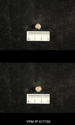 Euphemites carbonarius