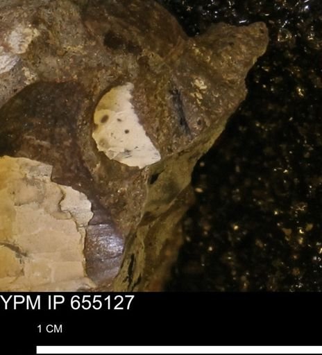 undet. Mollusca