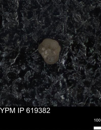 undet. Rugoglobigerinidae