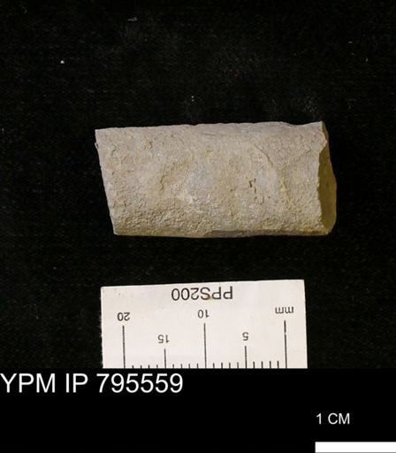 Baculites sp.
