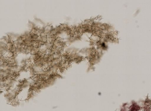 Haliclona sp.