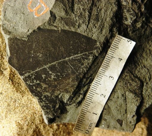 Chrysophyllum pseudargenteum oblongum