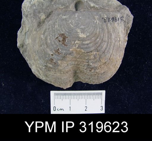 Echinoconchus alternatus