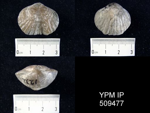 Parastrophia reversa