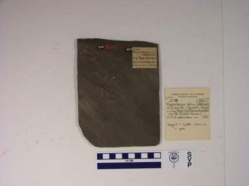 Batrachopus bellus