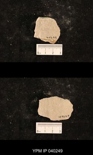 Ephemeroptera