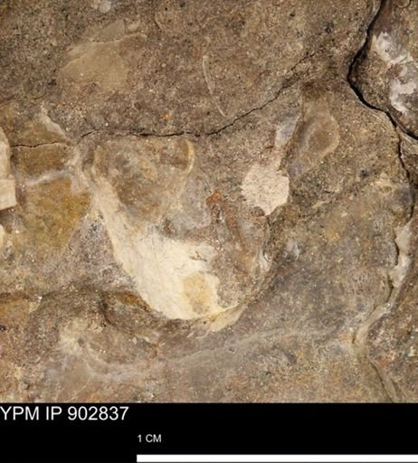 undet. Mollusca