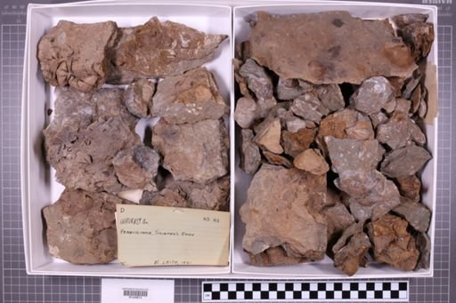 mixed taxa, stratigraphic collection