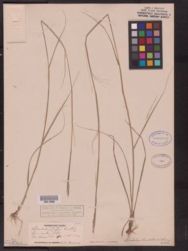 Sporobolus clandestinus