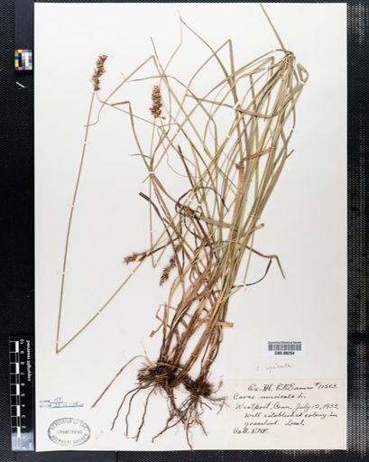 Carex muricata