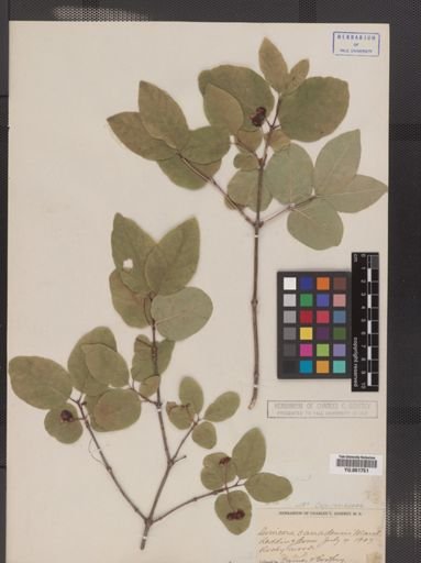 Lonicera canadensis