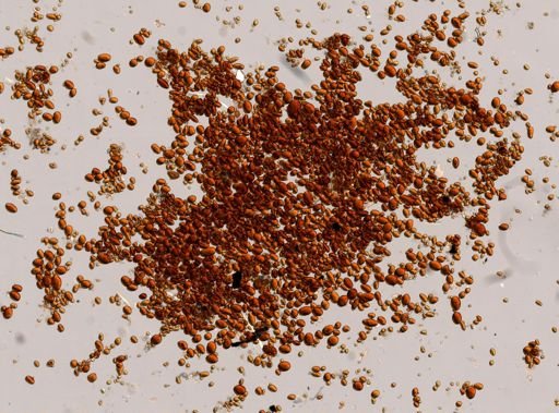 Molpadia oolitica