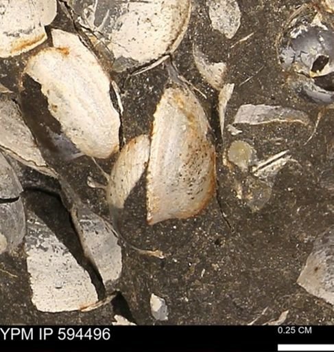 Protocardia sp.