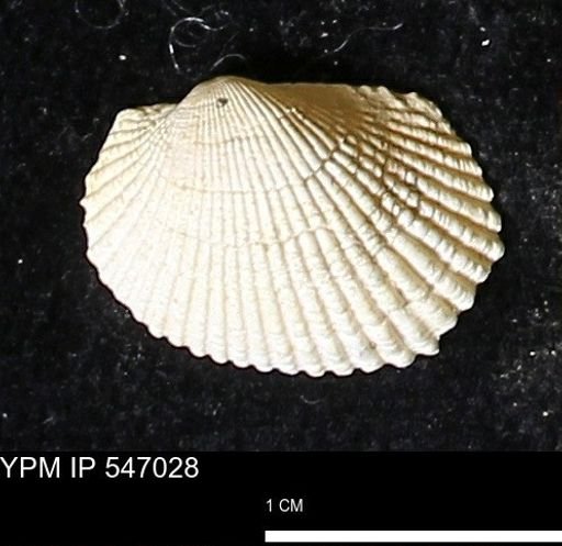 Scapharca transversa