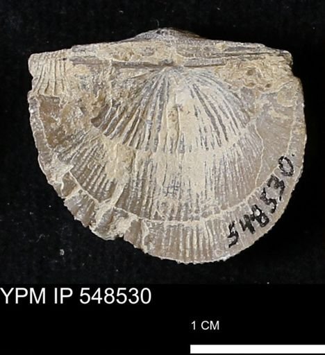 Stropheodonta navalis