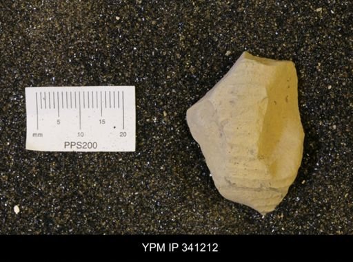 undet. Scaphitidae