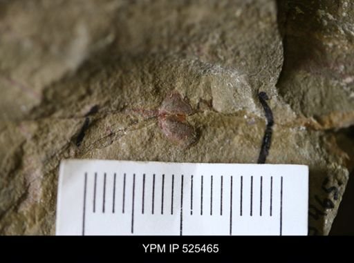 Discinoidea?