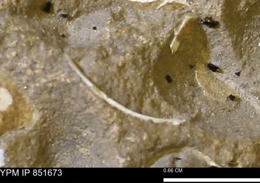Limopsis striatopunctatus