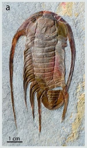Bathynotus holopygus