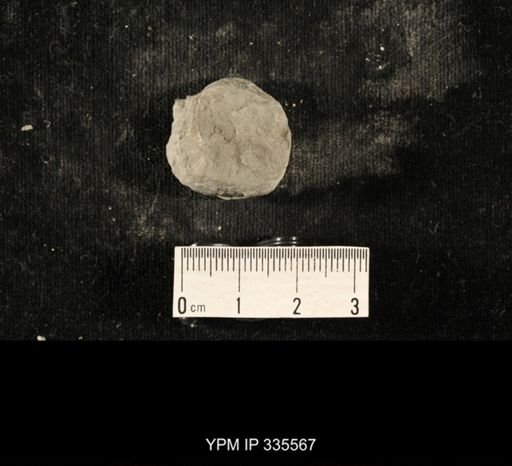 Linoproductus sp.