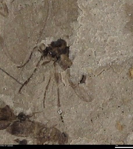 undet. Diptera